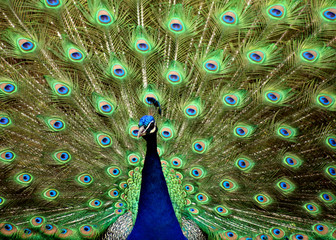 Obraz premium Peacock