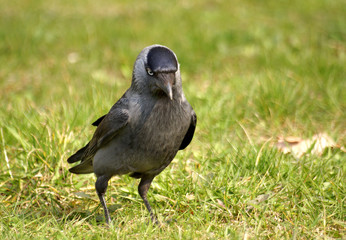 Fototapeta premium jacdaw