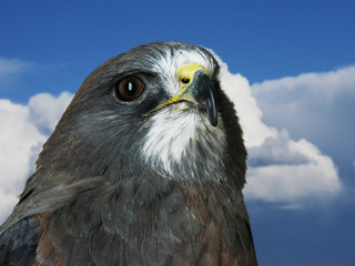 Hawk closeup on blue sky