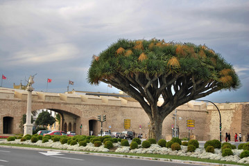 Drago milenario, C&aacute;diz
