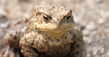 Common Toad