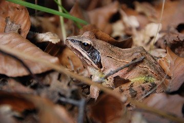 Frosch