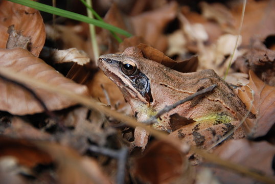 Frosch
