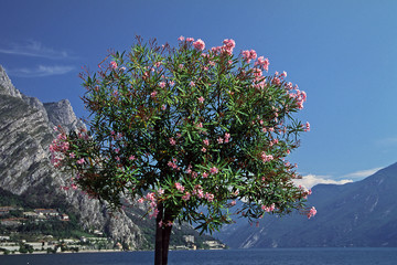 Nerium oleander, Oleanderbaum am Gardasee