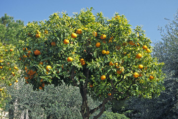 Orangenbaum bei Diano Castello