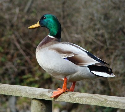 male mallard duck