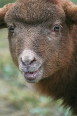 Fototapeta premium lamm portrait