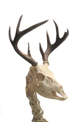 Plexiglas foto achterwand Deer skeleton. © atirado