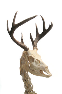 Deer skeleton.