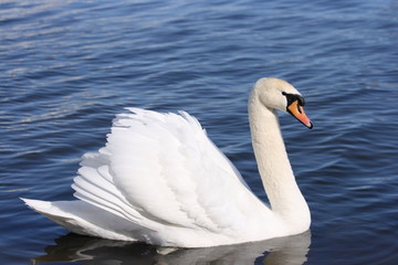 Swan