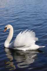 Swan
