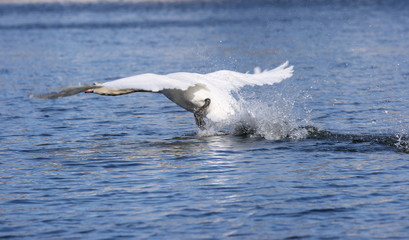 Fototapeta premium Swan