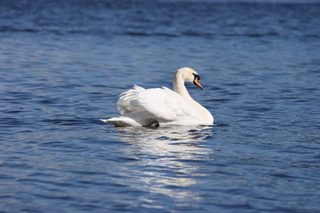 Swan