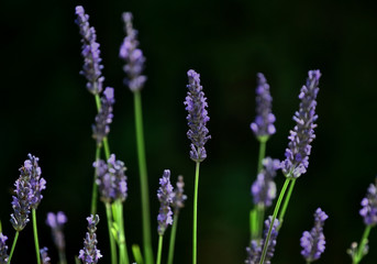 Obraz premium LAVANDER