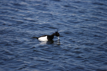 Fototapeta premium Tufted duck