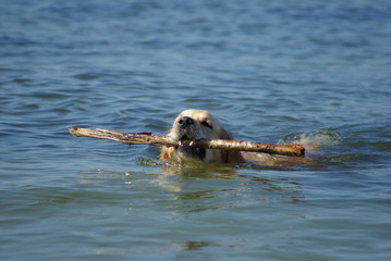 Fototapeta premium Holding the stick