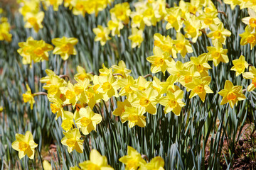 Obraz premium Yellow daffodils