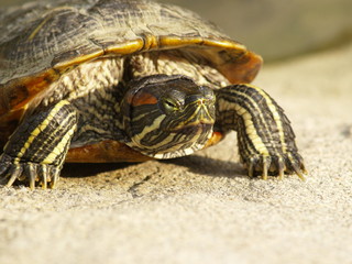 tortuga