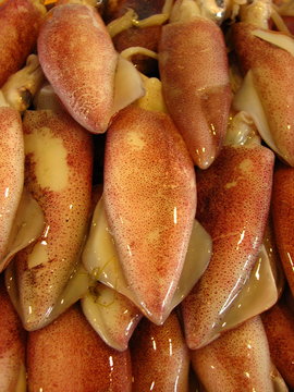 Fresh Squid At Manila Bay Wet Market