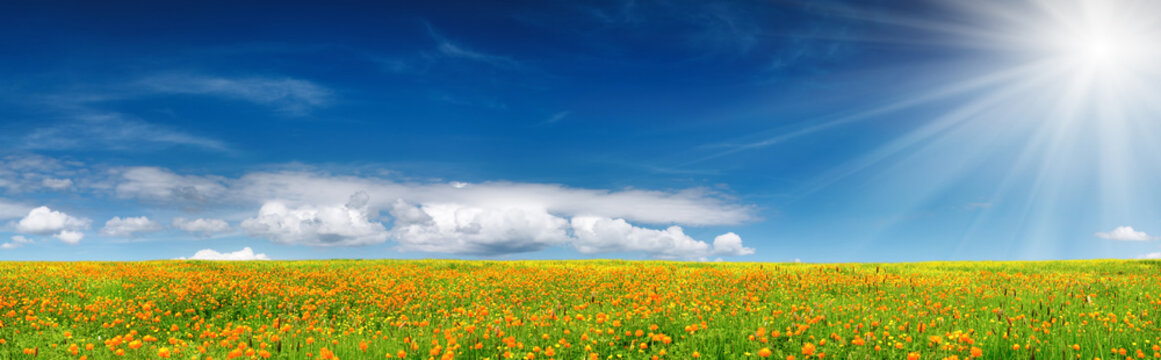 Fototapeta Spring bloom