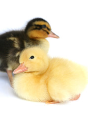 Two small ducks together on a white background