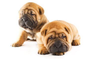 Two sharpei puppies