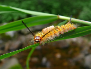 Close-up of Caterpillar 6