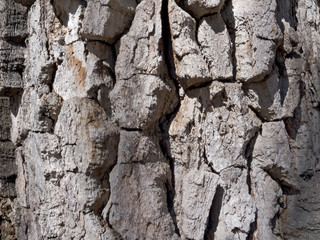 Bark of Tree 2