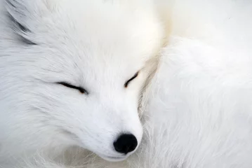 Printed kitchen splashbacks Arctic fox Arctic Fox