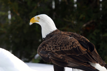 American Bald Eagle