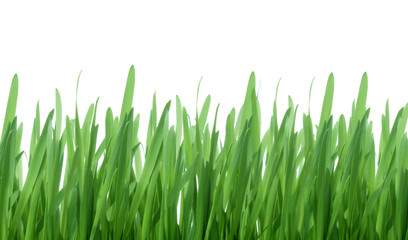 Green grass isolated