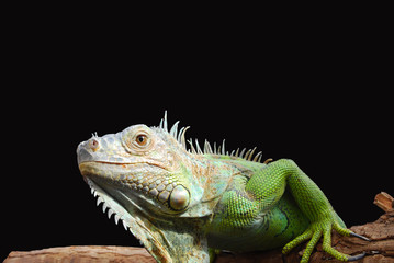 Iguan-the lizard from family of reptiles