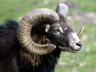 Mufflon