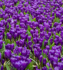 Early spring crocuses in nederlands