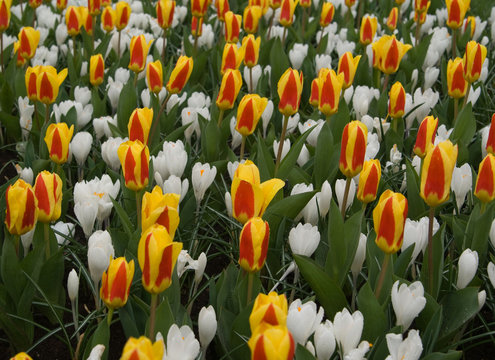  red and yellow tulips and white crocuses in botanic garden