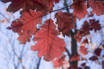 france,forêt de Lyons : feuilles d'érable