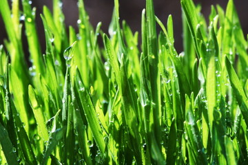 Plakat Wet grass