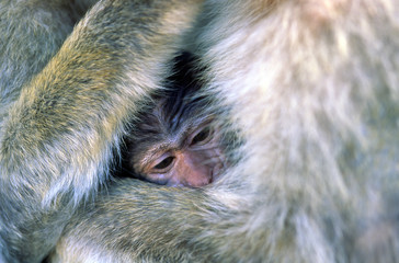 Berberaffe