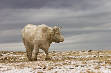 cow in the snow