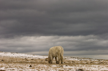 cow in the snow