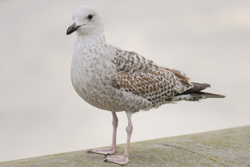 Oiseau