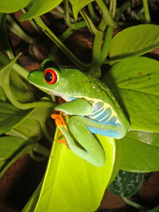 Red-eyed Tree Frog