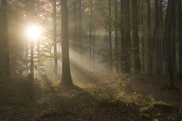 france,forêt de lyons : soleil d'automne entre les hêtres