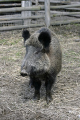 The wild boar