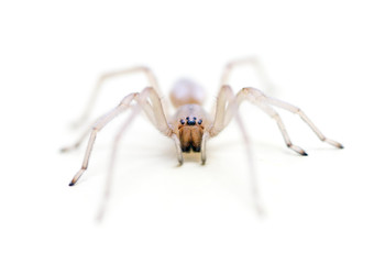 Translucent Long Legged Sac Spider headshot