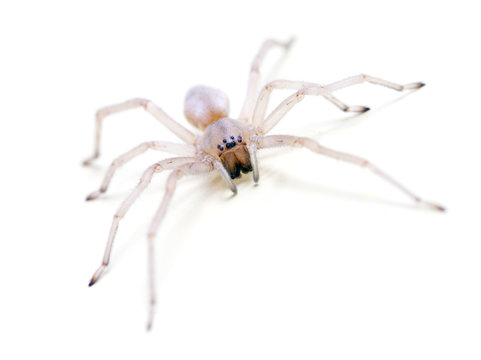 Translucent Spider on white