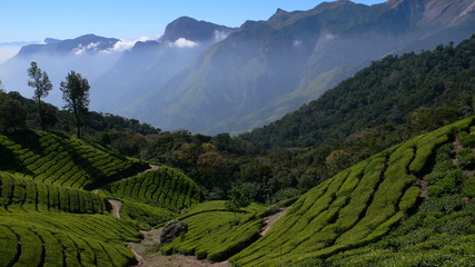 plantations de thé, Kerala - Inde
