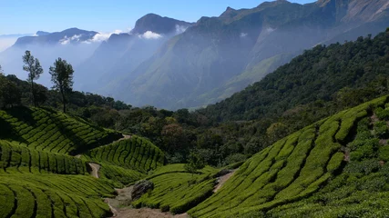 Abwaschbare Fototapete plantations de thé, Kerala - Inde © Christophe Cappelli