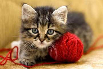 Wool Lover