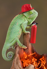 Chameleon firefighter
